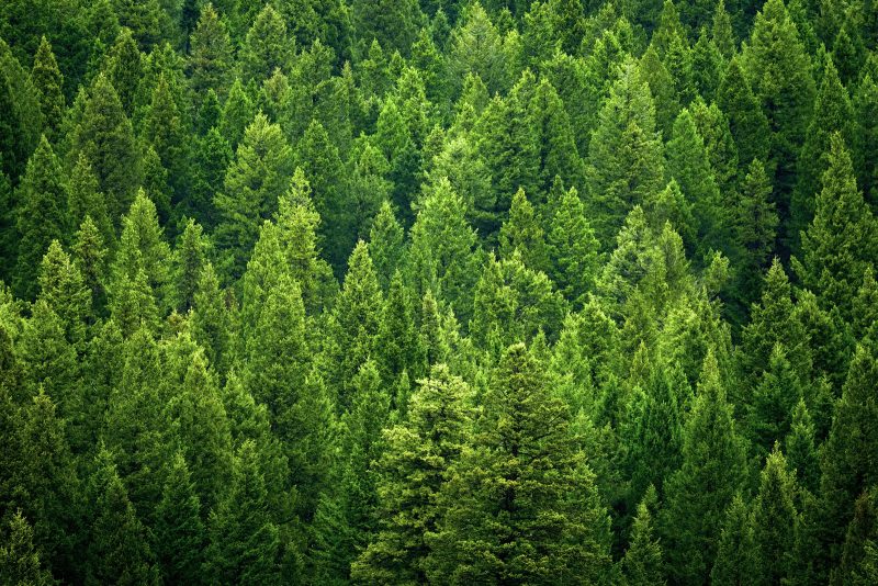 Biomasse legnose, le iniziative di Aiel a favore degli operatori