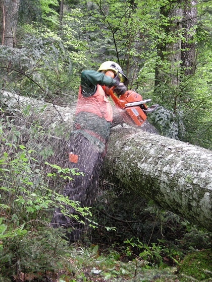 Cogenerazione a biomasse legnose per le aree montane colpite dalla tempesta Vaia