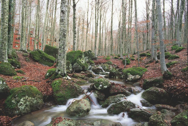 PEFC: no passi indietro su tutela delle foreste